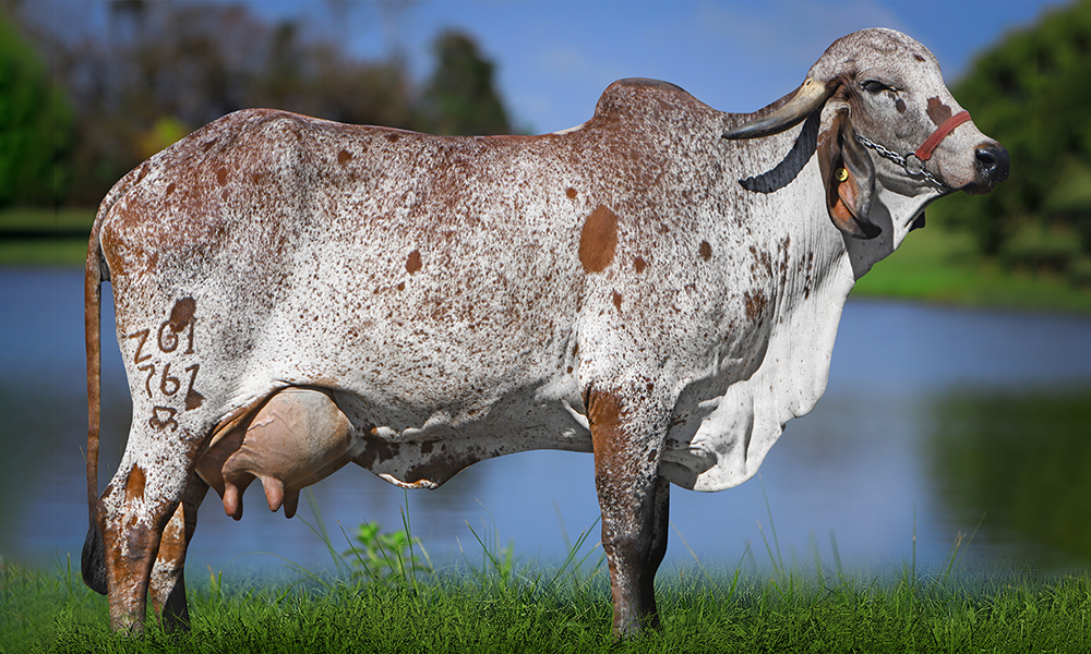 EMILINHA FIV AGROGIR