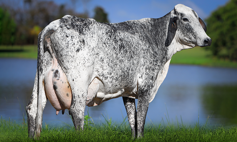 Lotérica FIV Cabo Verde