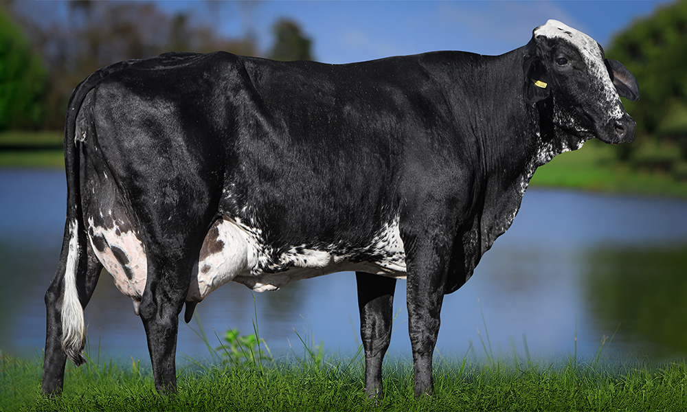 ECLÉIA FRAZZLED FIV FAZ.VSB